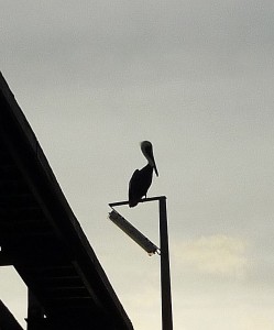 1105pelican