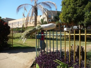 A woman carrying thatching grass in front of the Manzini Town Council.