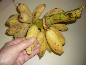 Our grandson, Mark, calls these 'sample' bananas.  They are about half the size of those normally purchased in the store.